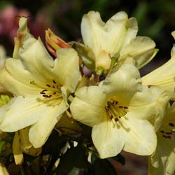 Rhododendron jaune 'Goldkrone'